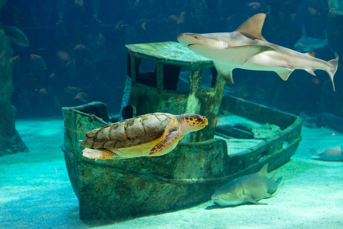 requin et tortue à l'océarium du Croisic