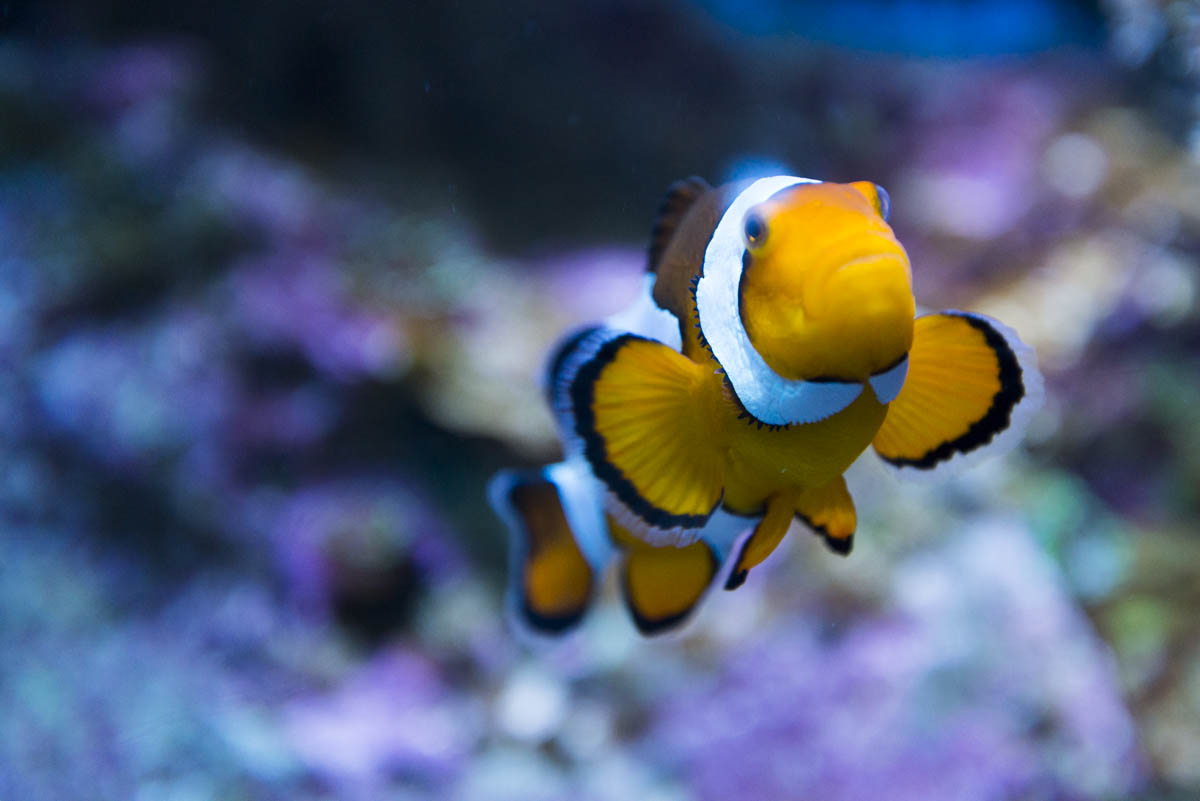 poisson clown de l'ocearium du Croisic