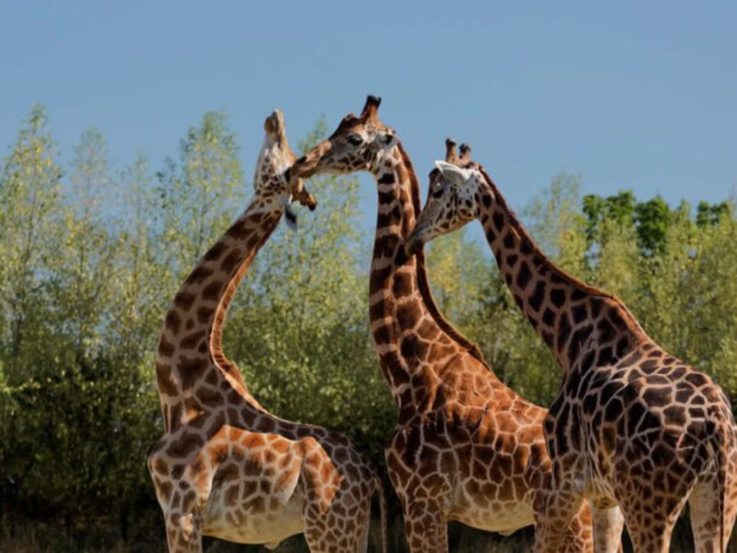 Giraffes - Parc de Branféré