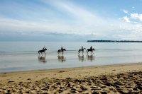 Escapade et galop plage sur la baie de La Baule